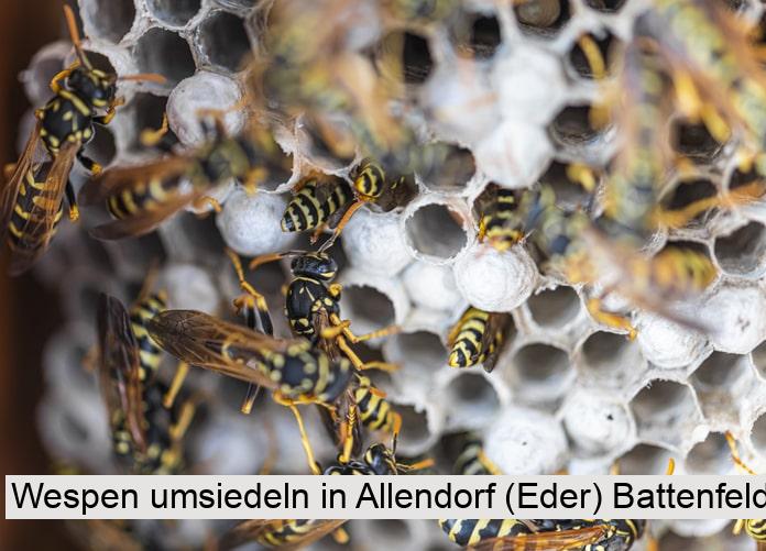 Wespen umsiedeln in Allendorf (Eder) Battenfeld